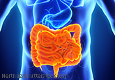 Grafik von einem Torso mit orange gefärbtem Darm.